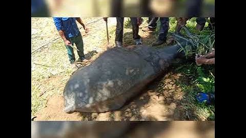 Tục đâm trâu đám ma của người h