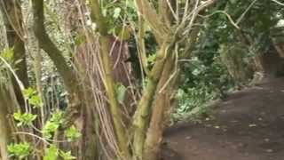 Tiggy and Kit's Easter Egg Hunt (April 8th 2012) - Medium.m4v