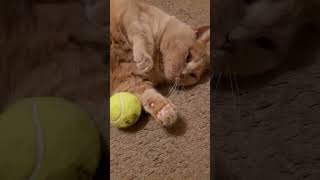 Даже за сто тыщ миллионов #настроение #cat #котмишель #мем #кот #юмор #прикол #funnycats