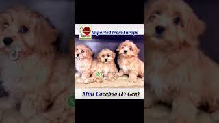 Mini Cavapoo for Sale Singapore 88 Euro Pets