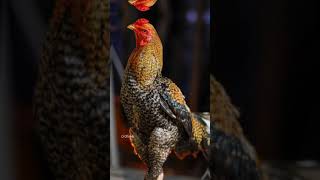 Keeri Seval | Kattu Seval | oldline breed