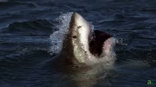 Full The Largest Great White Sharks Ever Found Off US Waters! Guide