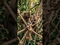 "सच्ची दोस्ती 🐒🦌 | बंदर ने बचाई हिरण की जान❣️ #shorts #emotionalstory #friendship #hindistory