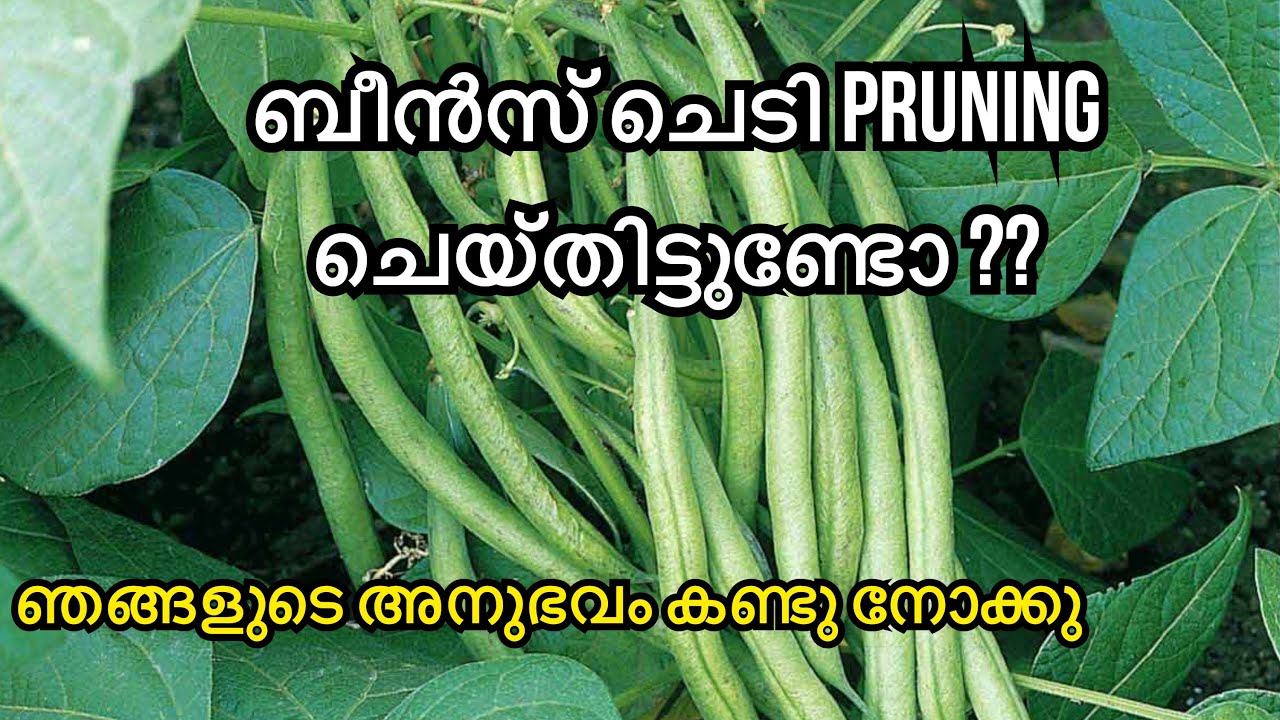 How to prune French beans /how to grow beans at home YouTube