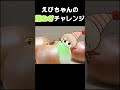 えびの玉ねぎチャレンジ・・・？【えびの天使ちゃん研究レポート】 #shorts
