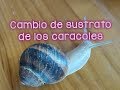 El caracol y sus cuidados como mascota #2: CAMBIO DE TIERRA