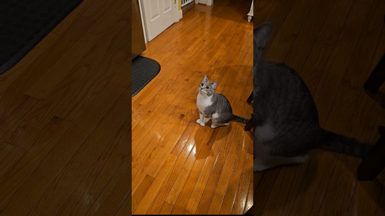 Can cats eat kale? 🥬 Yup! Gracie loves it 😻 YouTube