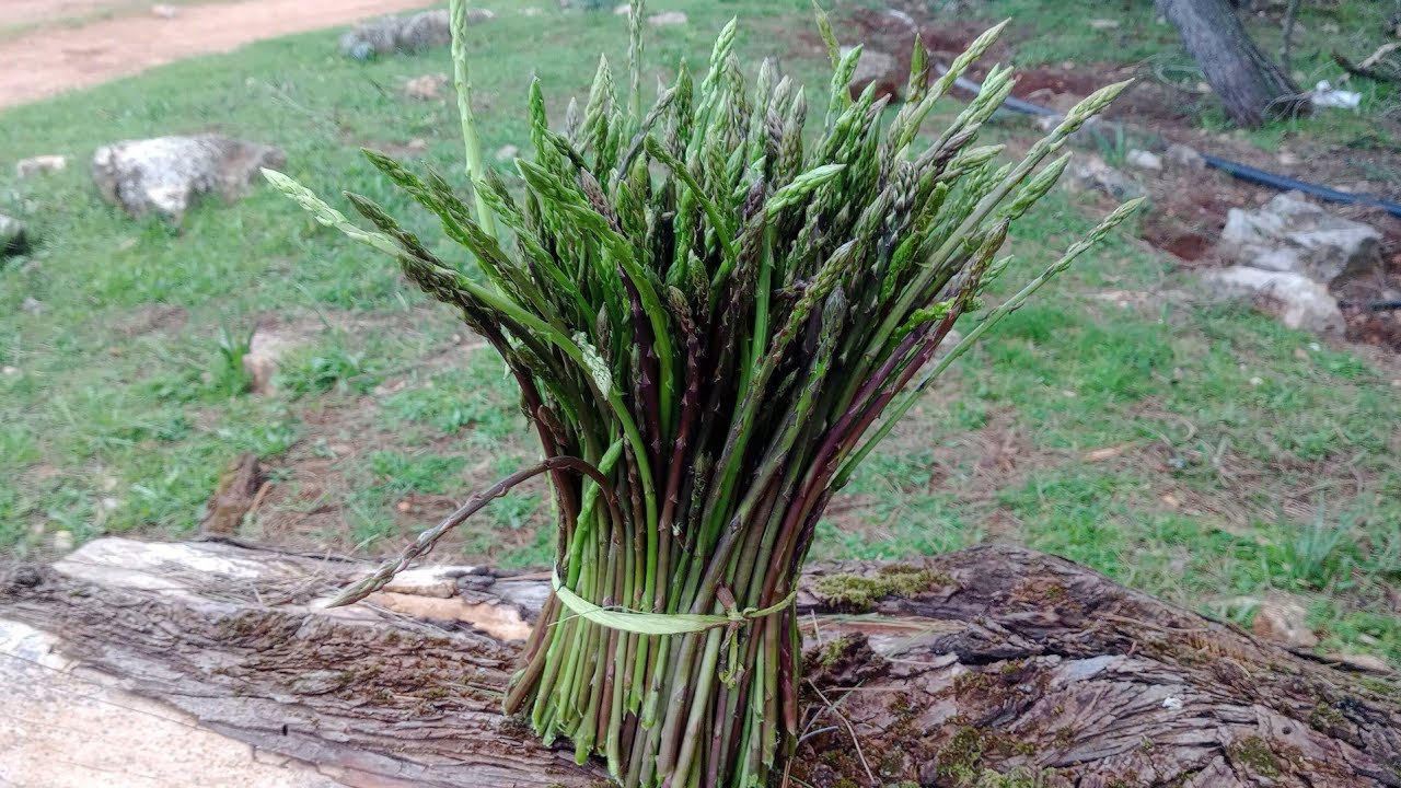 Recolecto verduras silvestres comestibles.🌱🌱🐑🐑🤠