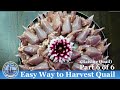 Easy Way to Harvest Quails