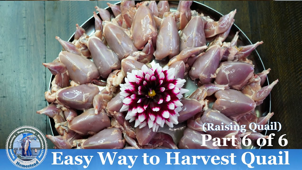 Easy Way to Harvest Quails YouTube