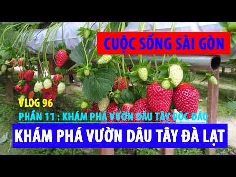 Video cuộc sống sài gòn I VƯỜN DÂU TÂY TRỒNG THỦY CANH ĐỘC... - youtube