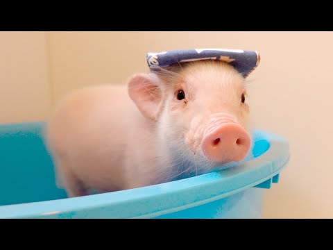 お風呂で混浴する甘えんぼなミニブタがこちらｗ【42日目】
