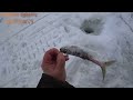 Рыбалка на озере Тунайча на селедку