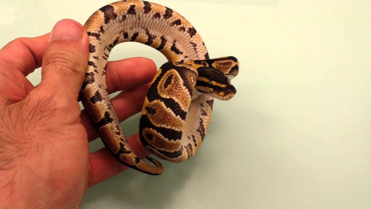 Pick Your Poison Sunday Ball Python FACEBOOK Auction- August 25th 2013 ...