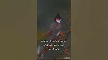 تلاوة القاري أحمد الهنداوي تلاوة خاشعة جميلة/طبيعة وطيور(سبحان الله وبحمده سبحان الله العظيم )