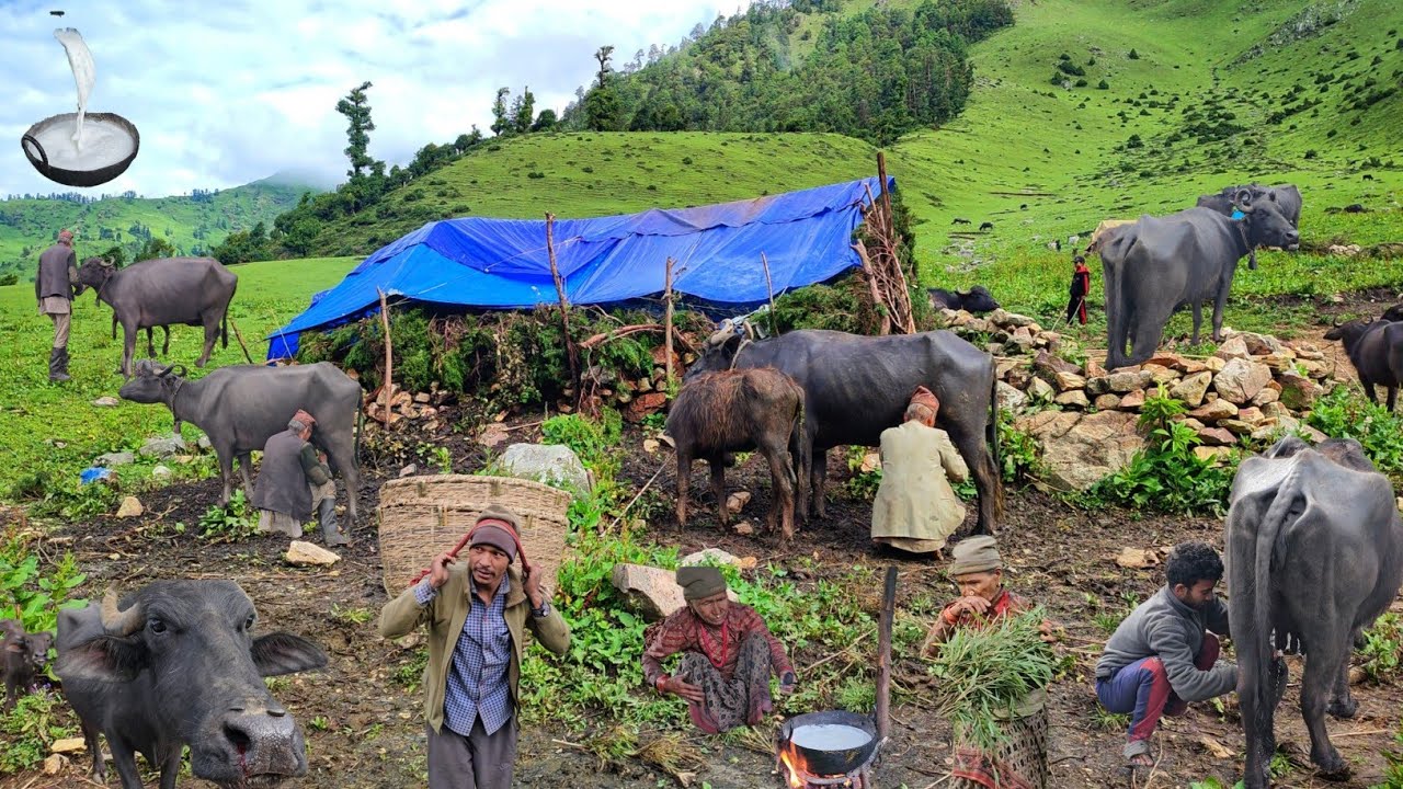 Daily Life of Himalayan Shepherds | Organic Mountain Village Living in Nepal | Shepherd Food Nepal |