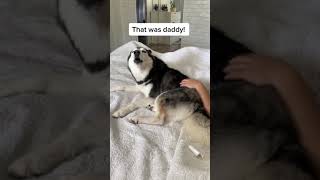 It Wasnt Me Dosera Farts