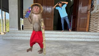 The FUNNIEST Monkey CUTIS Videos of 2024!   BEST Compilation Week