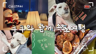 🐶쿠쿠가 졸라서 간 🏔️설악의정원 [애견펜션] | 멍키와룰루