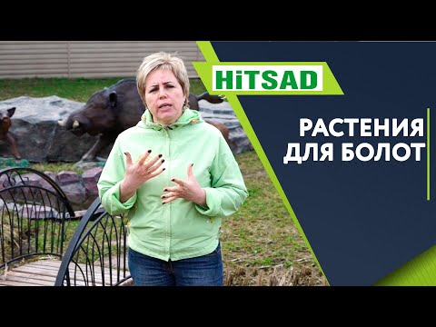 Видео: Где растет болотный тополь - узнайте о деревьях болотного тополя