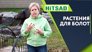 видео: Что посадить рядом с болотом ✔️ Земля на болоте что делать картинка: Что посадить рядом с болотом ✔️ Земля на болоте что делать