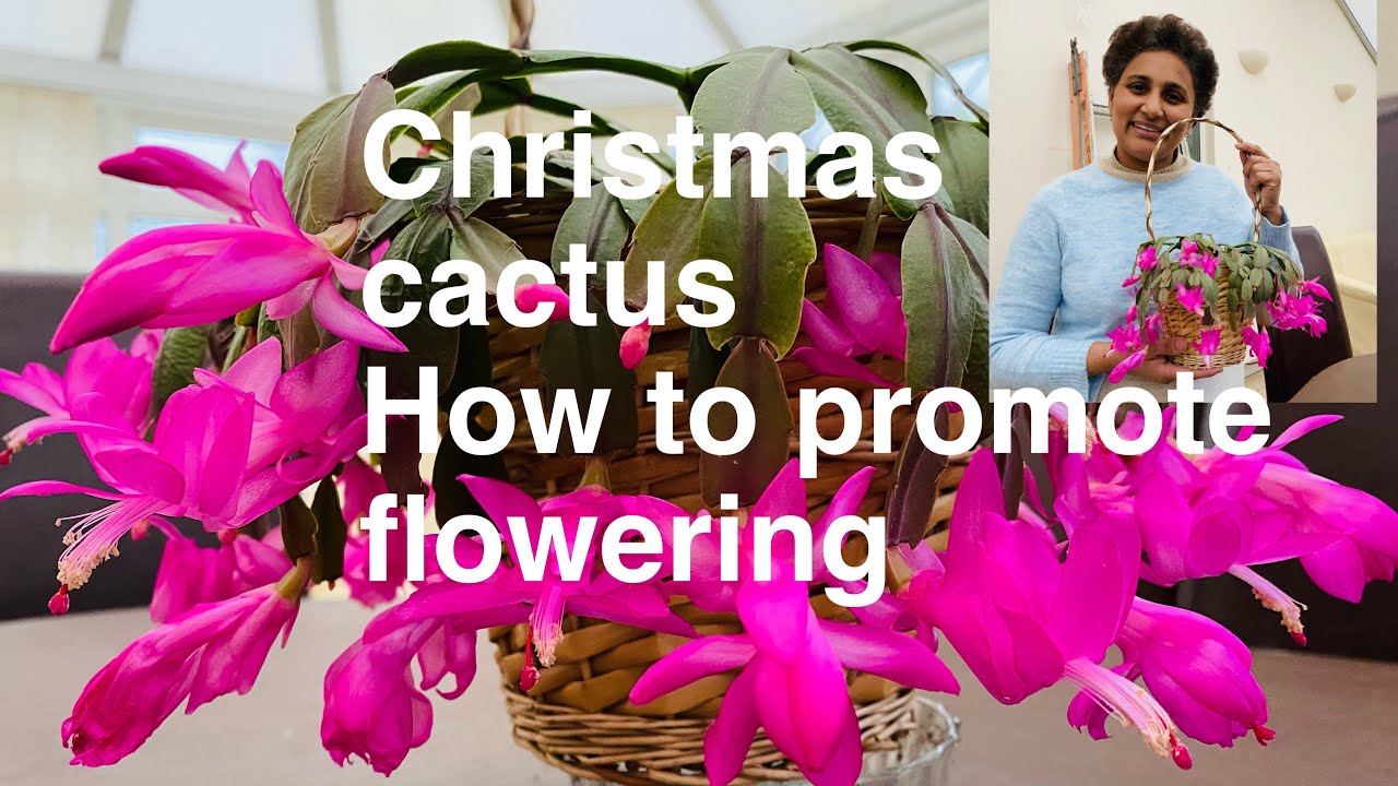 Christmas cactus and how to promote flowering YouTube