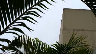 Birds at casa 260