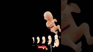 Featal Growth Embryonic Development Week By Week