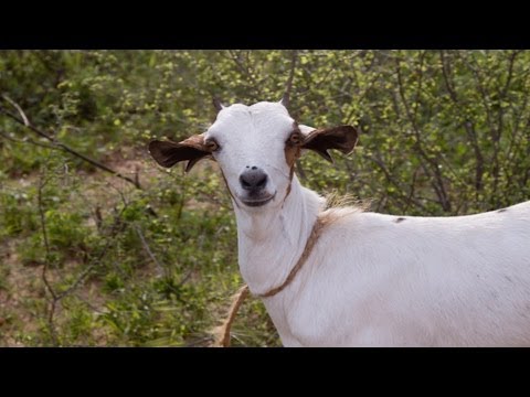 Researching Goats To Address World Hunger
