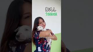 Den, Husky O Bull Terrier