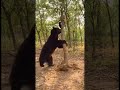 This Bear Ripped a Tree Apart to Get These Cats #cat #bear
