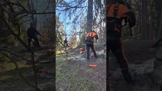 martinheljeved.se #arborist #tree #chainsaw #stihl