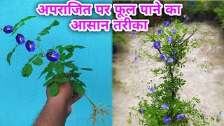 अपराजिता पर अधिक फूल पाने का तरीका/ Aparajita/ clitoria terntea plant care tips/ Butterfly pea care