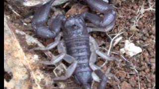 NATIVE AUSTRALIAN SCORPION