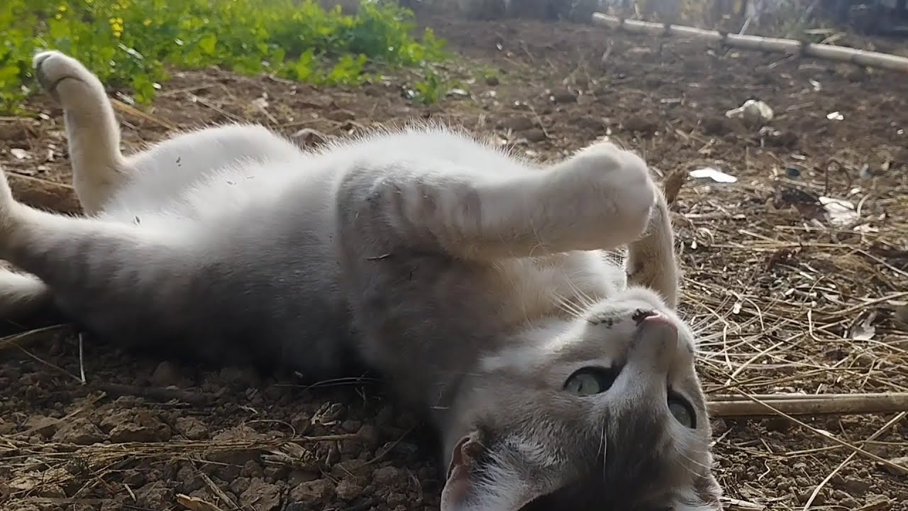 Shortest Cat Video on the Internet😼