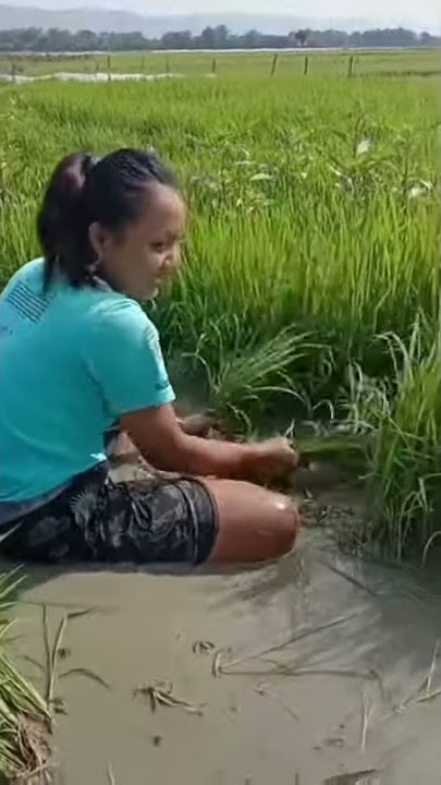 koyo ngene rasane dadi cah tani#story wa lucu#status wa lucu#tarik sis#ndas gerih