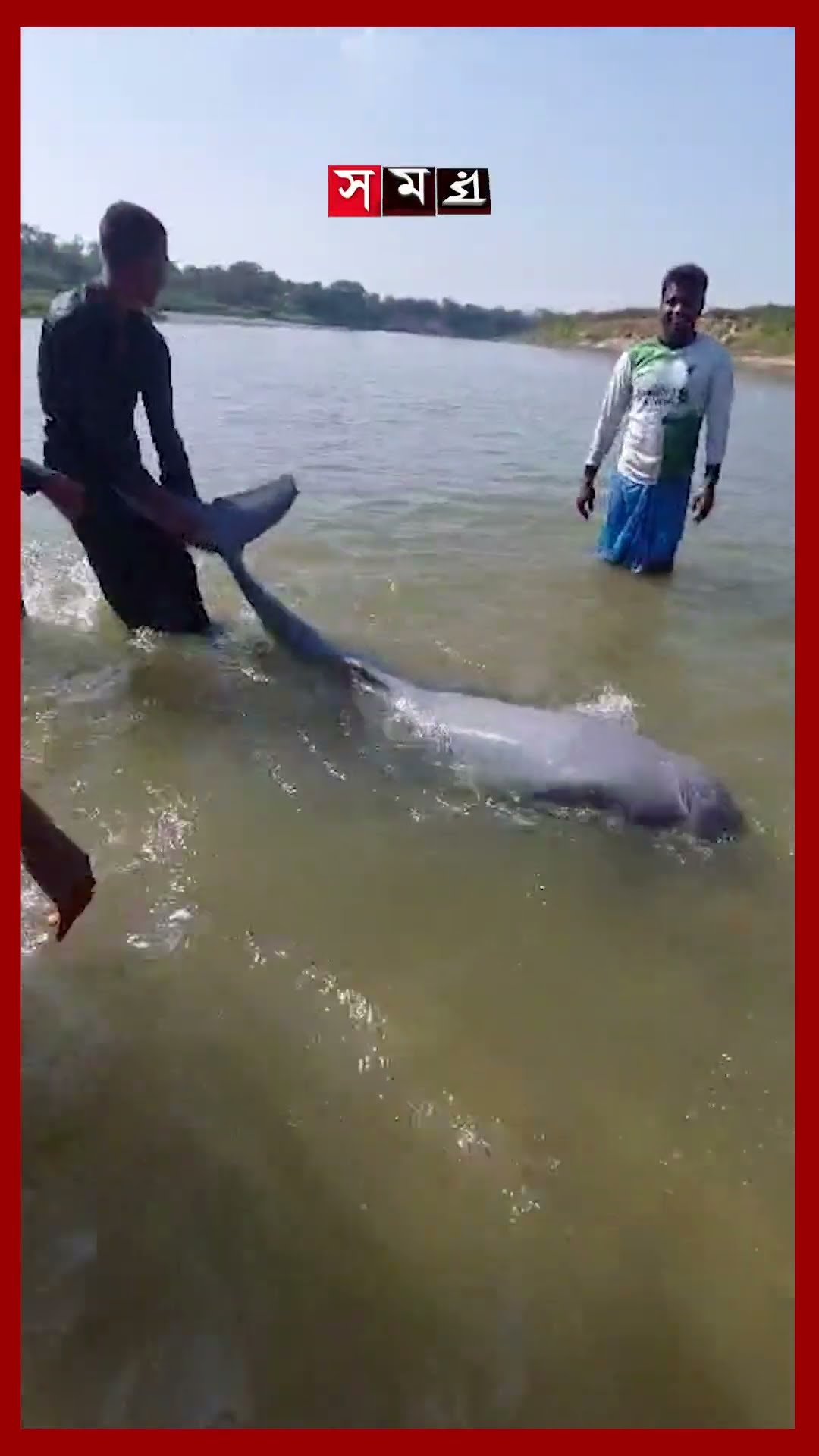 চট্টগ্রামের চন্দনাইশে শঙ্খ নদীতে ডলফিন! #chattogram #dolphins #sanguriver #bandarban #shorts