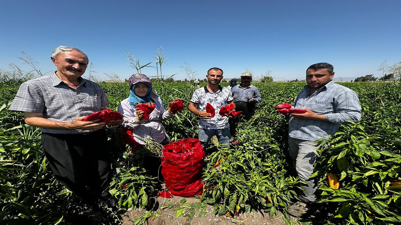 NARLI OVASI'NDA KAVURUCU SICAKTA KAPYA BİBERİ HASADI