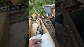 Roof remodeling whole patch for no water leak leaks . #damageroof #shingles