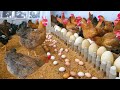 Raising Chickens For Eggs - Collecting Chicken Eggs - Food for Egg Laying Chickens.