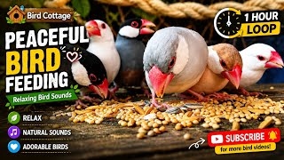 Peaceful Java Sparrow Feeding Time 🐦 | 1 Hour of Relaxing Bird Sounds