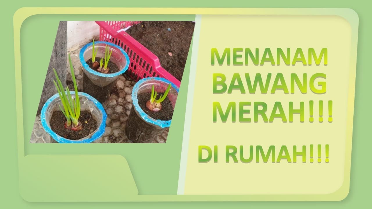 MENANAM BAWANG MERAH DI RUMAH - MENANAM BAWANG MERAH GAMPANG TUMBUH