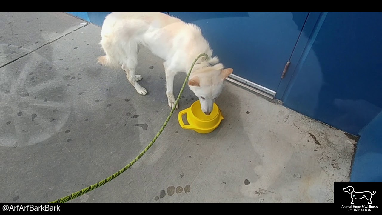 Dangerous Rescue Dog Mingki #1 - Animal Hope and Wellness Foundation dog whisperer tips