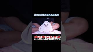 唯一苦手なお風呂に入れられて魂が抜けてしまった子犬チワワさん