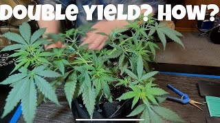 SEED TO HARVEST RUNTZ PHOTO WEEK 7 how to grow weed easy coco worm castings topping L.S.T mainline