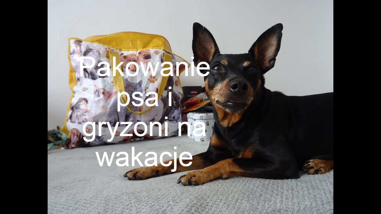 Pakowanie zwierzaków na wakacje: pies, chomiki i żółw 🐕 🐢🐹🐹