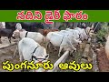 Punganur cows nandini dairy farm