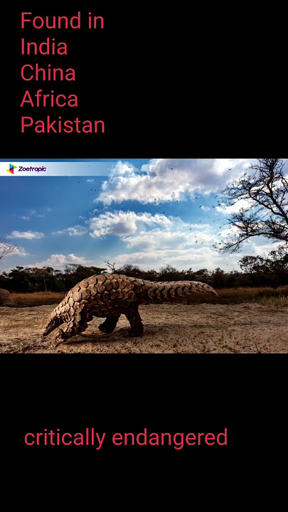 IUCN endangered species pangolin.#upsc #telugu #wildlife #savewildlife