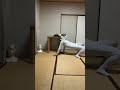 【Dog putting a wig on a mannequin】#Schumacher #シューマッハ #AGT #dog