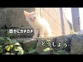 愛犬が目の開いてない子猫を発見しました【子猫の兄弟を保護】